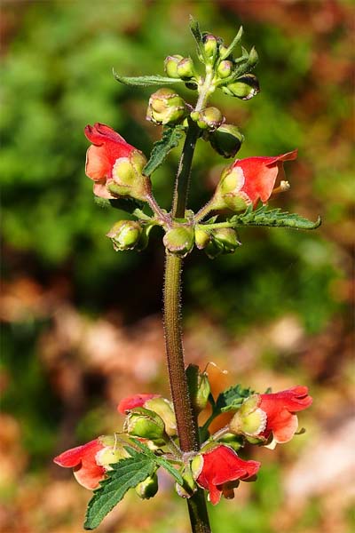 Scrofulaire à feuilles de sureau